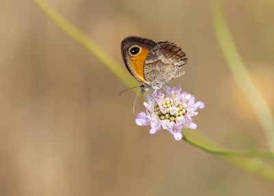 ZUIDELIJK ORANJE ZANDOOGJE - Pyronia cecilia - SOUTHERN GATEKEEPER