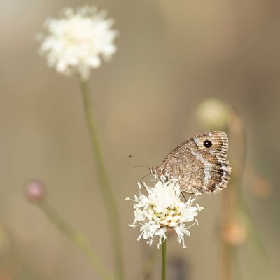 GROTE SATERZANDOOG - Satyrus ferula - GREAT SOOTY SATIR
