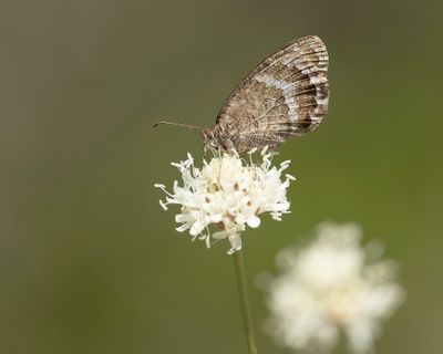 GROTE SATERZANDOOG - Satyrus ferula - GREAT SOOTY SATIR