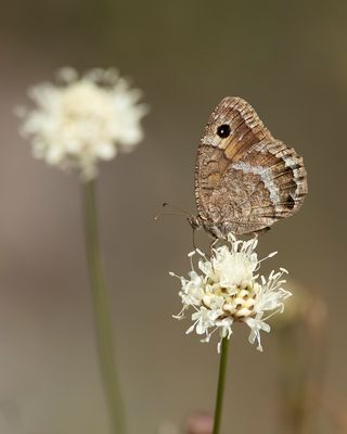 GROTE SATERZANDOOG - Satyrus ferula - GREAT SOOTY SATIR