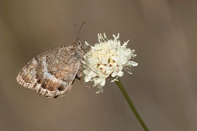 GROTE SATERZANDOOG - Satyrus ferula - GREAT SOOTY SATIR