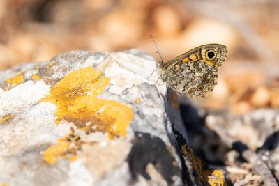 ARGUSVLINDER - Lasiommata megera - WALL BROWN