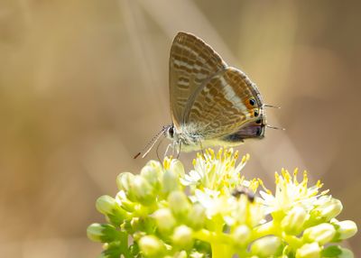 TIJGERBLAUWTJE - Lampides boeticus - LONG-TAILED BLUE