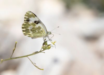 RESEDAWITJE - Pontia daplidice - BATH WHITE