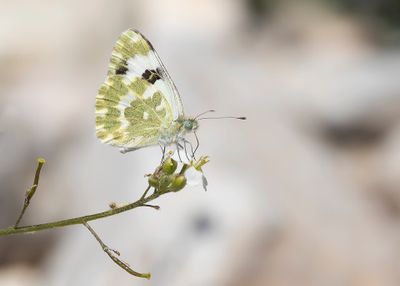 RESEDAWITJE - Pontia daplidice - BATH WHITE