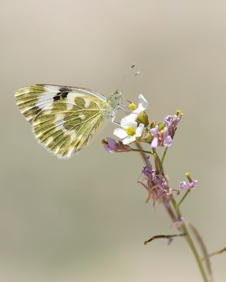 RESEDAWITJE - Pontia daplidice - BATH WHITE