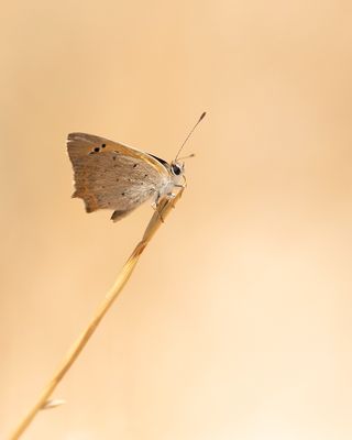 KLEINE VUURVLINDER - Lycaena phlaeas - SMALL COPPER