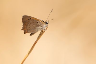 KLEINE VUURVLINDER - Lycaena phlaeas - SMALL COPPER