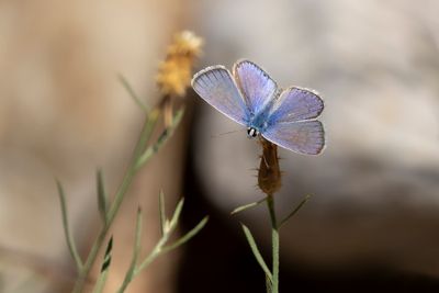 MEDITERRAAN ICARUSBLAUWTJE - Polyommatus celina - SOUTHERN COMMON BLUE