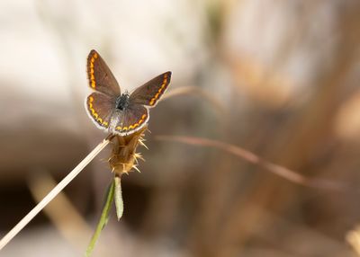 MOORS BRUIN BLAUWTJE - Aricia cxramera - SOUTHERN BROWN ARGUS