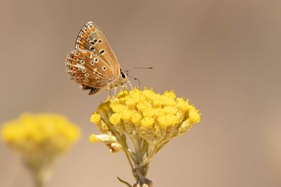 MOORS BRUIN BLAUWTJE - Aricia cxramera - SOUTHERN BROWN ARGUS