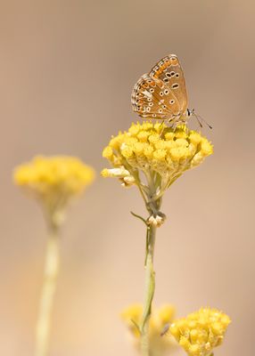 MOORS BRUIN BLAUWTJE - Aricia cxramera - SOUTHERN BROWN ARGUS