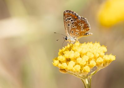 MOORS BRUIN BLAUWTJE - Aricia cxramera - SOUTHERN BROWN ARGUS
