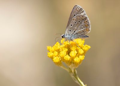MEDITERAAN ICARUSBLAUWTJE - Polyommatus celina - SOUTHERN COMMON BLUE