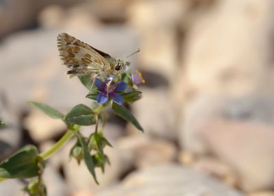 AAMBEELDSPIKKELDIKKOPJE - Pyrgus onopordi - ROSY GRIZZLED SKIPPER