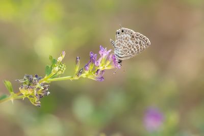 KLEIN TIJGERBLAUWTJE - Leptotes pirithous - LANG'S SHORT-TAILED BLUE