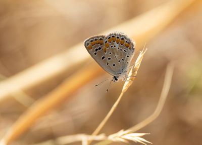 MEDITERAAN ICARUSBLAUWTJE - Polyommatus celina - SOUTHERN COMMON BLUE