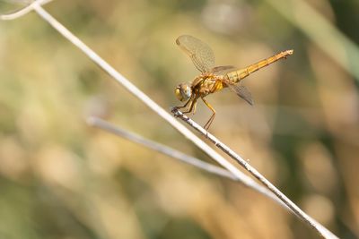 VUURLIBEL - Crocothemis erythraea - BROAD SCARLET