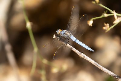 ZUIDELIJKE OEVERLIBEL - Orthetrum brunneum - SOUTHERN SKIMMER
