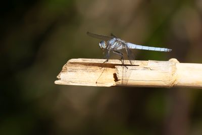 ZUIDELIJKE OEVERLIBEL - Orthetrum brunneum - SOUTHERN SKIMMER