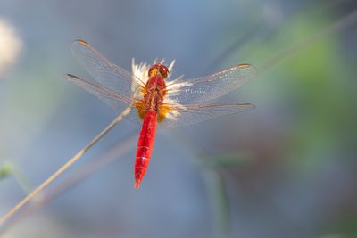 VUURLIBEL - Crocothemis erythraea - BROAD SCARLET