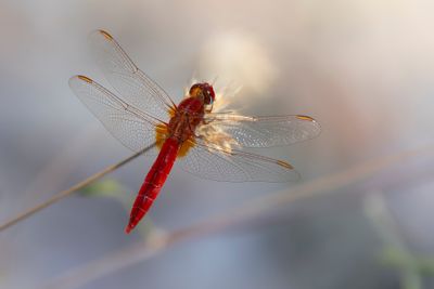 VUURLIBEL - Crocothemis erythraea - BROAD SCARLET