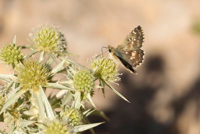 KLEIN BRANDKRUIDDIKKOPJE - Muschampia proto - SAGE SKIPPER