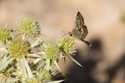 KLEIN BRANDKRUIDDIKKOPJE - Muschampia proto - SAGE SKIPPER
