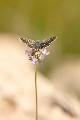 KLEIN BRANDKRUIDDIKKOPJE - Muschampia proto - SAGE SKIPPER