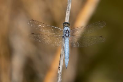 ZUIDELIJKE OEVERLIBEL - Orthetrum brunneum - SOUTHERN SKIMMER