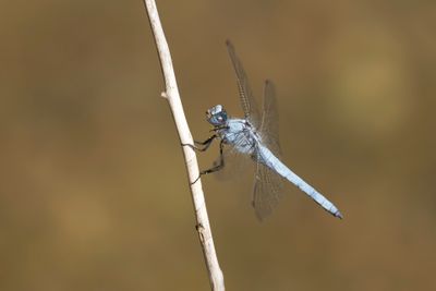 ZUIDELIJKE OEVERLIBEL - Orthetrum brunneum - SOUTHERN SKIMMER