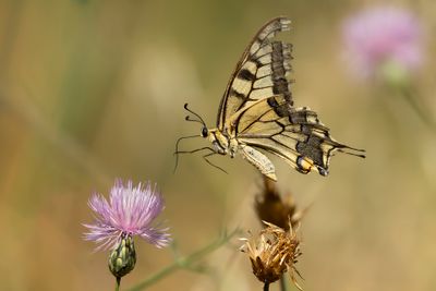 KONINGINNEPAGE - Papilio machaon - SWALLOWTAIL
