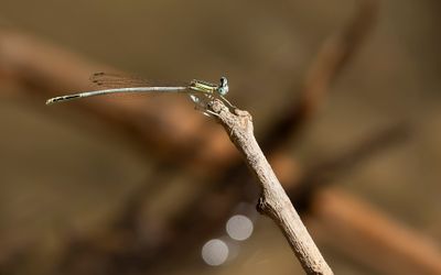 WITTE BREEDSCHEENJUFFER - Platycnemis latipes - WHITE FEATHERLEG