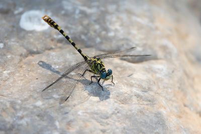 KLEINE TANGLIBEL - Onychogomphus forcipatus - SMALL PINCERTAIL