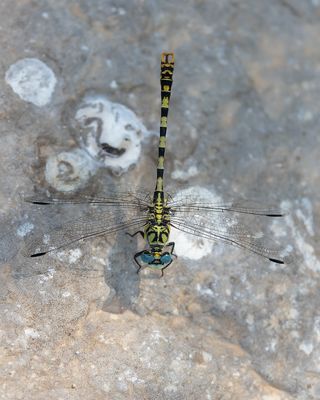 KLEINE TANGLIBEL - Onychogomphus forcipatus - SMALL PINCERTAIL