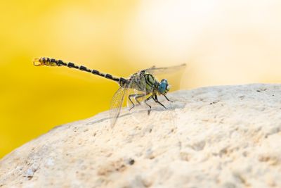 KLEINE TANGLIBEL - Onychogomphus forcipatus - SMALL PINCERTAIL