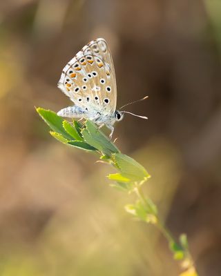 ADONISBLAUWTJE - Lysandra bellargus - ADONIS BLUE