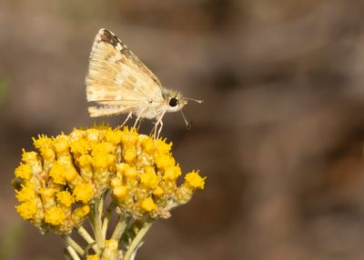 KLEIN BRANDKRUIDDIKKOPJE - Muschampia proto - SAGE SKIPPER