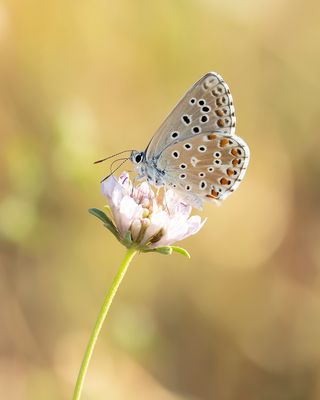ADONISBLAUWTJE - Lysandra bellargus - ADONIS BLUE