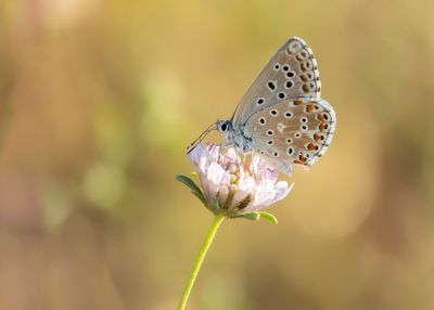 ADONISBLAUWTJE - Lysandra bellargus - ADONIS BLUE