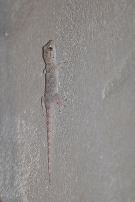 MUURGEKKO - Tarentola mauritanica - MOORISH GECKO