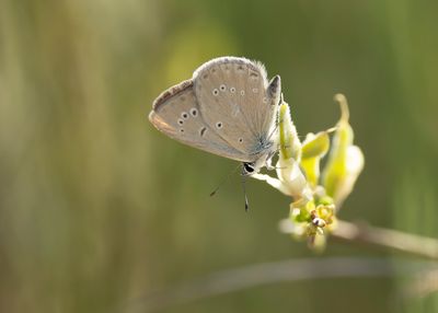 ALMIJARA-ESPARCETTEBLAUWTJE - Polyommatus violetae - ANDALUSIAN ANOMALOUS BLUE