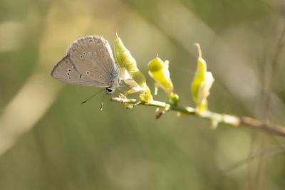 ALMIJARA-ESPARCETTEBLAUWTJE - Polyommatus violetae - ANDALUSIAN ANOMALOUS BLUE