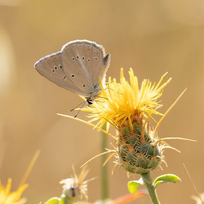 ALMIJARA-ESPARCETTEBLAUWTJE - Polyommatus violetae - ANDALUSIAN ANOMALOUS BLUE