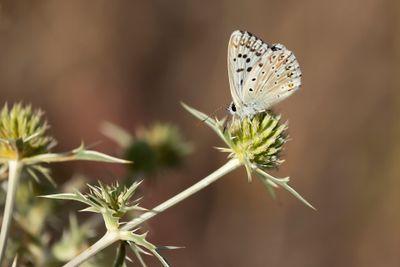 SPAANS BLEEK BLAUWTJE - Lysandra caelestissima - AZUR CHALKHILL BLUE