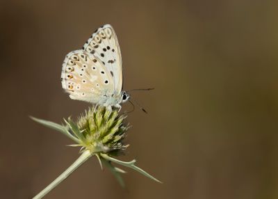SPAANS BLEEK BLAUWTJE - Lysandra caelestissima - AZUR CHALKHILL BLUE