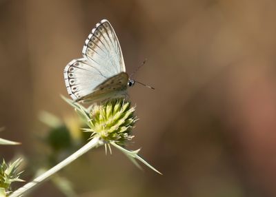 SPAANS BLEEK BLAUWTJE - Lysandra caelestissima - AZUR CHALKHILL BLUE