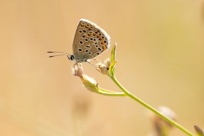 GROOT TRAGANTBLAUWTJE - Polyommatus escheri - ESCHER'S BLUE
