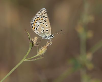 GROOT TRAGANTBLAUWTJE - Polyommatus escheri - ESCHER'S BLUE