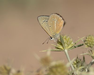 ALMIJARA-ESPARCETTEBLAUWTJE - Polyommatus violetae - ANDALUSIAN ANOMALOUS BLUE